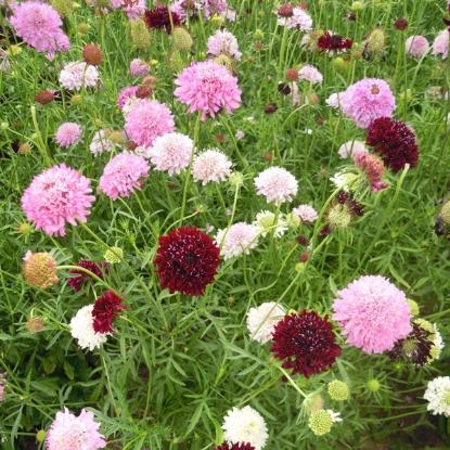 Picture of Scabious Atropurpurea - Crown Tall Mixed